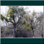 Rheinsteig II 024.jpg